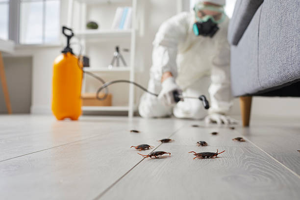Affordable Termite Control solutions in Menands, NY